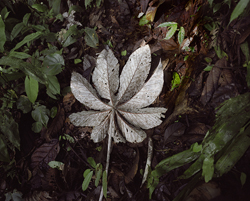 Steintreppe [Stone Steps], Regi Franz