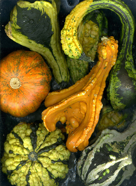 Anne Savedge, Gourds