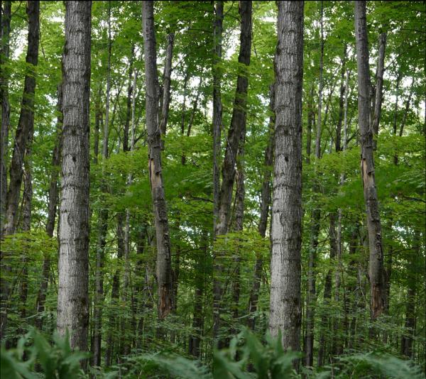 Hannah Walsh, Widowmakers (still), 2011